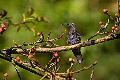 《Lil Gator Game》将于2022年登陆Switch＆PC